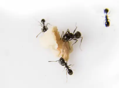 Ant Control Blacktown
