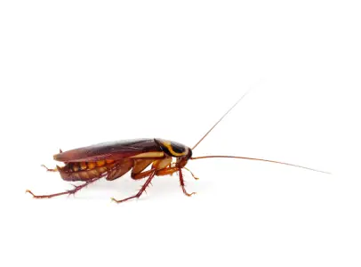 Cockroach control Blacktown
