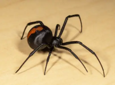 Spider Control Blacktown