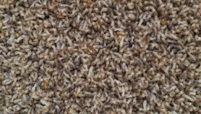 Termite treatments Blacktown