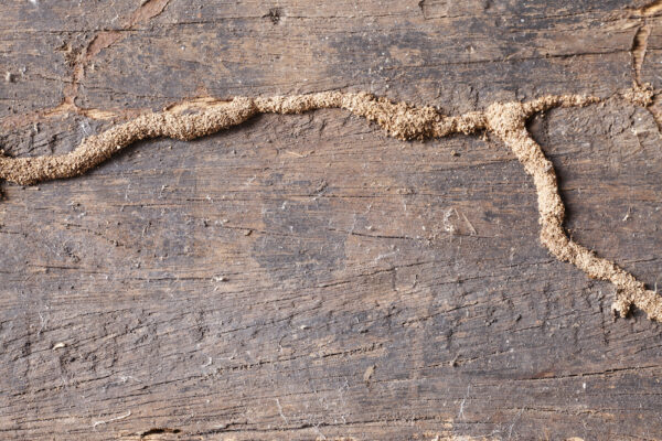 Termite mud tube